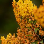 Discover natural techniques for a glowing complexion – Shop discounts