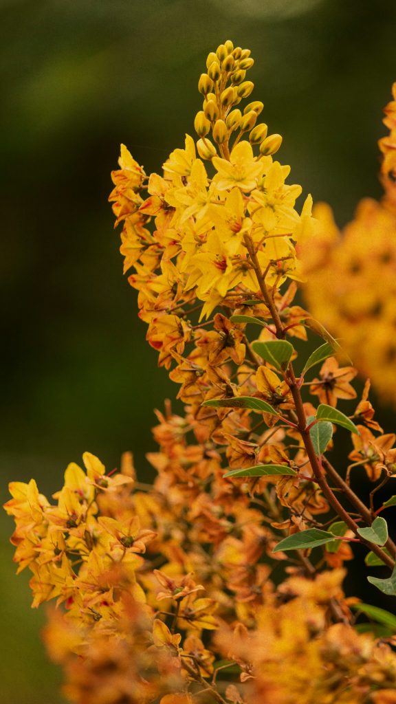 Discover natural techniques for a glowing complexion – Shop discounts