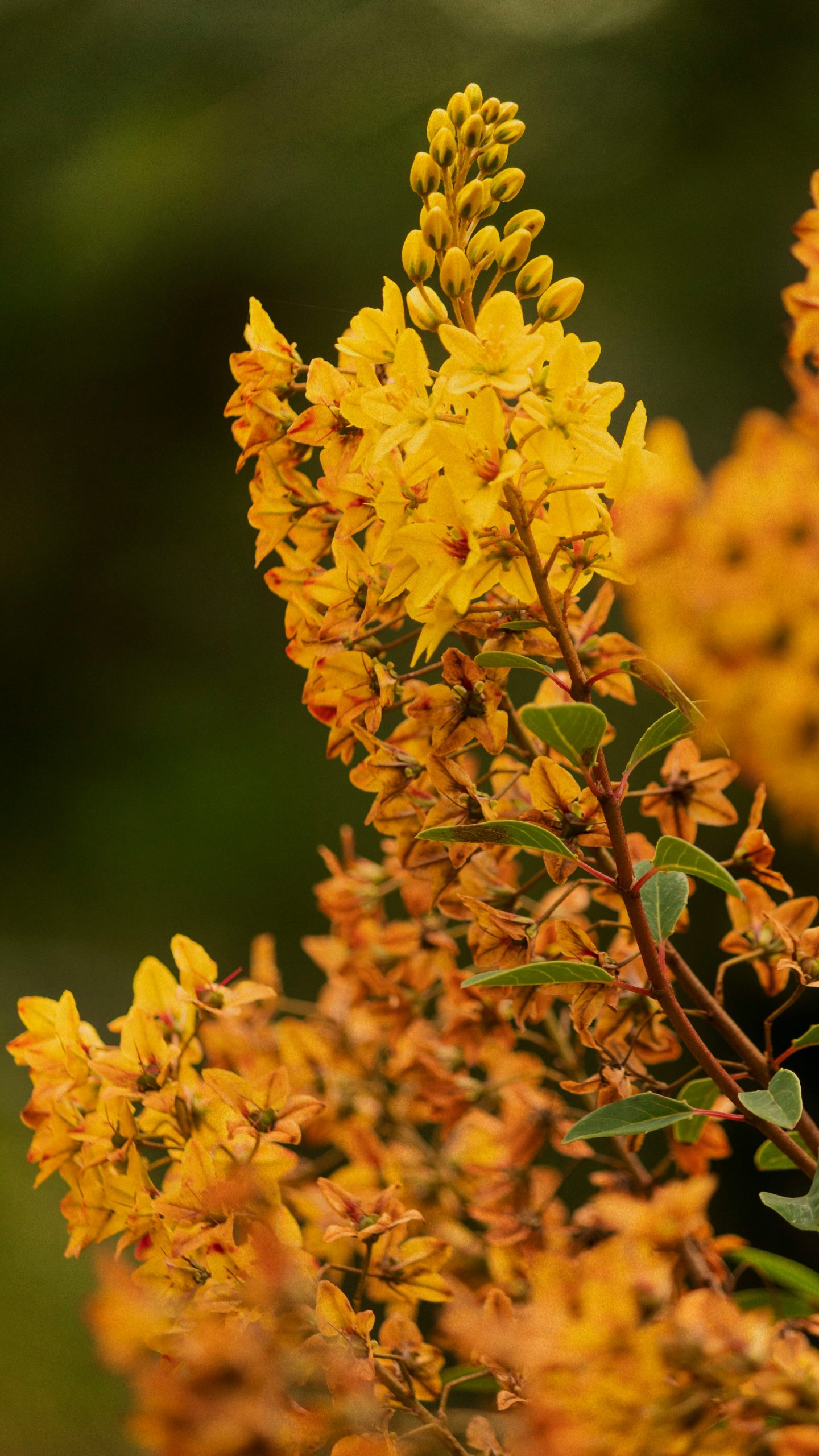 Discover natural techniques for a glowing complexion – Shop discounts