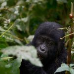 Affordable Luxury Travel Experiences – Shop discounts